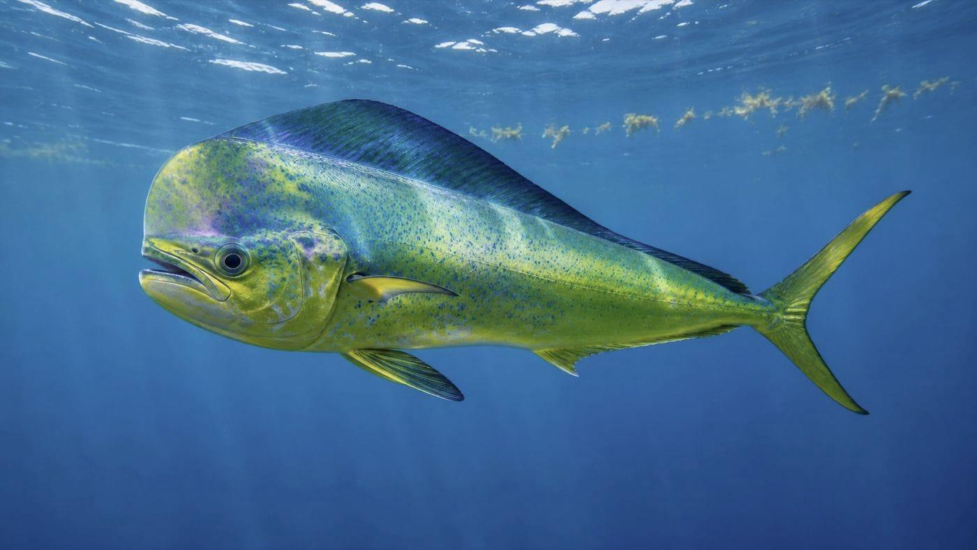 Mahi-mahi dorado caught on a fishing charter off Bali