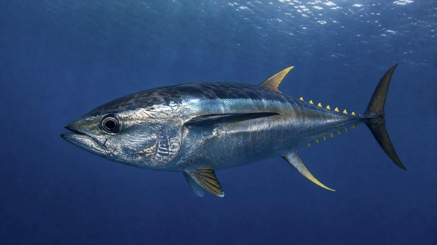 Yellowfin tuna caught on a deep-water fishing charter off Bali